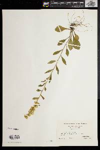 Solidago erecta image