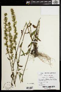 Solidago erecta image