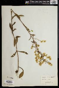 Solidago erecta image