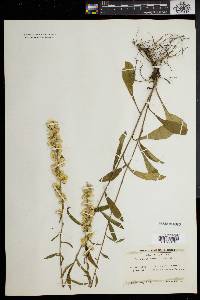 Solidago erecta image