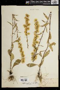 Solidago erecta image