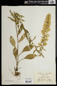 Solidago erecta image