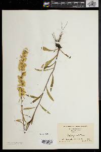 Solidago erecta image