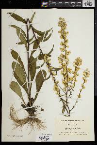 Solidago erecta image