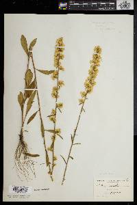 Solidago erecta image