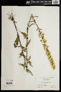 Solidago erecta image