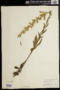 Solidago erecta image