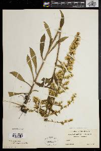 Solidago erecta image