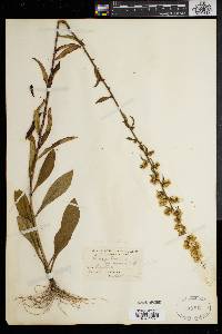 Solidago erecta image