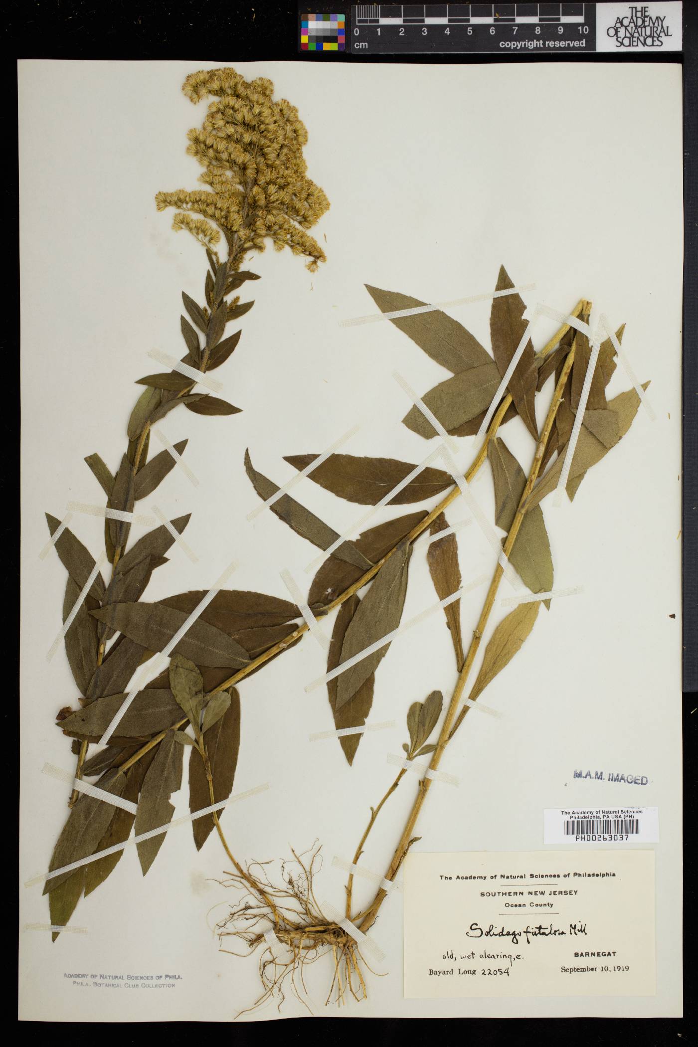 Solidago fistulosa image