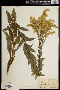 Solidago fistulosa image