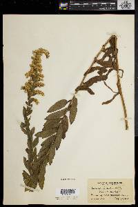 Solidago fistulosa image