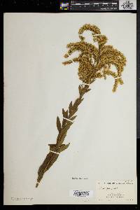 Solidago fistulosa image