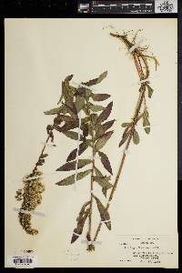 Solidago fistulosa image