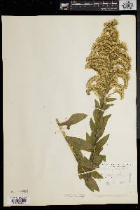 Solidago fistulosa image