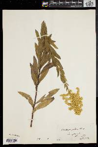 Solidago fistulosa image