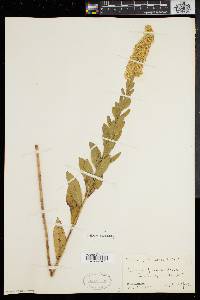 Solidago fistulosa image