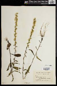 Solidago erecta image