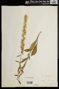 Solidago erecta image