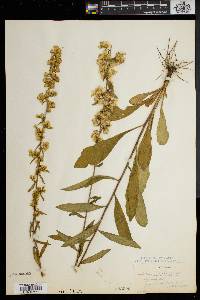 Solidago erecta image