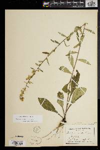 Solidago erecta image