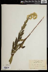 Solidago fistulosa image