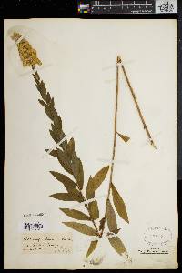 Solidago fistulosa image