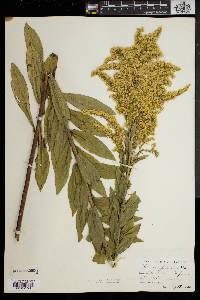 Solidago fistulosa image