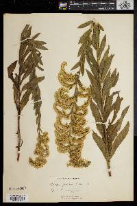 Solidago fistulosa image