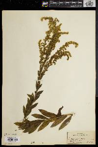 Solidago fistulosa image