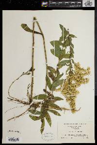 Solidago fistulosa image