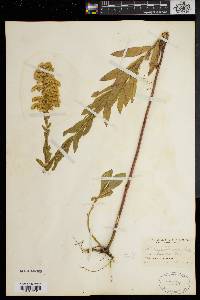 Solidago fistulosa image