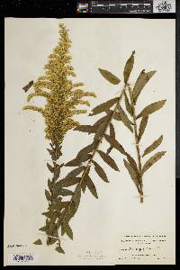 Solidago fistulosa image