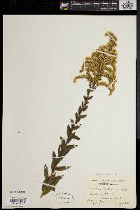 Solidago fistulosa image