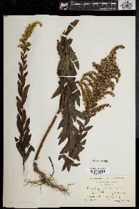 Solidago fistulosa image