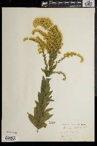 Solidago fistulosa image