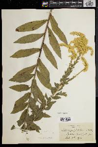 Solidago fistulosa image