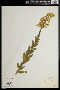 Solidago fistulosa image