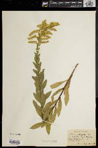 Solidago fistulosa image