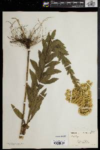 Solidago fistulosa image