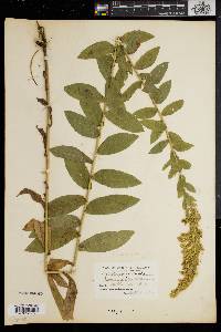 Solidago fistulosa image