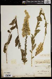 Solidago fistulosa image