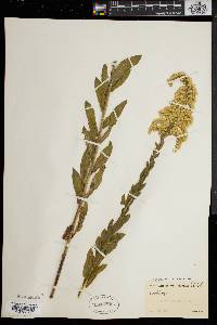 Solidago fistulosa image