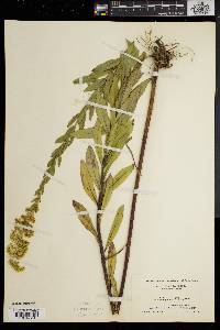 Solidago fistulosa image