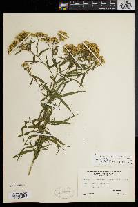 Solidago graminifolia image