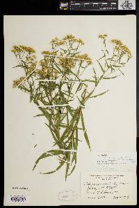 Solidago graminifolia var. nuttallii image