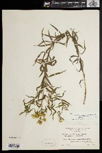 Solidago graminifolia image