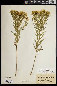 Solidago graminifolia image