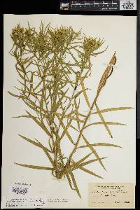 Solidago graminifolia image