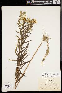 Solidago graminifolia image